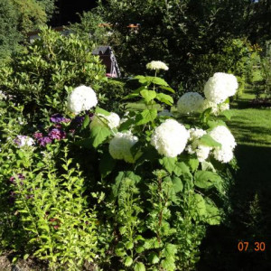 dsc09625-large
